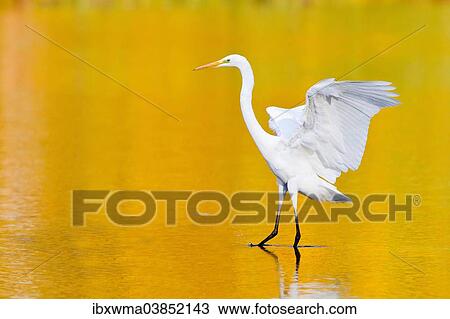 "Great Egret (Ardea alba), Hesse, Germany, Europe" View Large Photo Image Stock Image - "Great Egret (Ardea alba), Hesse, Germany, Europe". Fotosearch