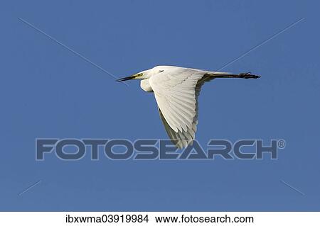 "Great Egret (Ardea alba), in flight against a blue sky, North Hesse, Hesse, Germany, Europe" View Large Photo Image Picture - "Great Egret (Ardea alba), in flight against a blue sky, North Hesse, Hesse, Germany, Europe". Fotosearch