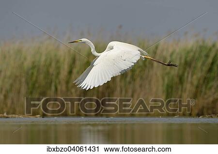 "Great Egret (Ardea alba), in flight with reeds, Kiskunsag National Park, Southeastern Hungary, Hungary, Europe" View Large Photo Image Stock Image - "Great Egret (Ardea alba), in flight with reeds, Kiskunsag National Park, Southeastern Hungary, Hungary, Europe". Fotosearch