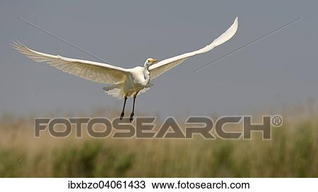 "Great Egret (Ardea alba), in flight with reeds, Kiskunsag National Park, Southeastern Hungary, Hungary, Europe" View Large Photo Image Stock Image - "Great Egret (Ardea alba), in flight with reeds, Kiskunsag National Park, Southeastern Hungary, Hungary, Europe". Fotosearch