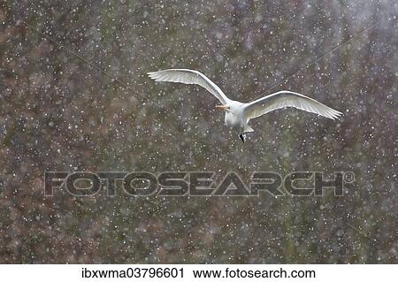 "Great Egret (Ardea alba), in flight during snowfall, North Hesse, Hesse, Germany, Europe" View Large Photo Image Stock Image - "Great Egret (Ardea alba), in flight during snowfall, North Hesse, Hesse, Germany, Europe". Fotosearch