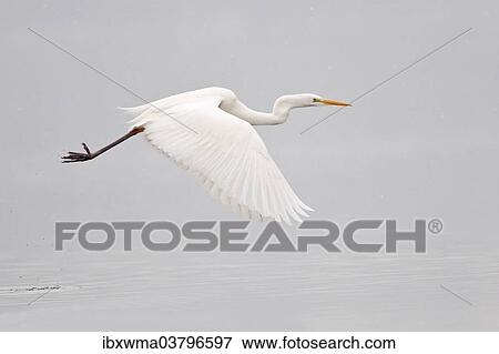 "Great Egret (Ardea alba), in flight during snowfall, North Hesse, Hesse, Germany, Europe" View Large Photo Image Stock Photo - "Great Egret (Ardea alba), in flight during snowfall, North Hesse, Hesse, Germany, Europe". Fotosearch