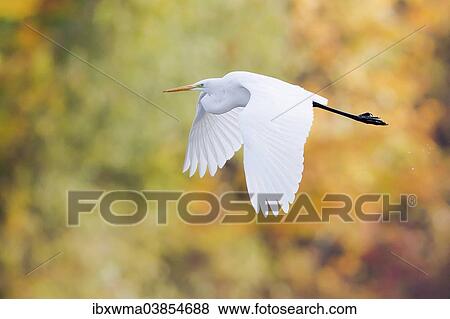 "Great Egret (Ardea alba) in flight, North Hesse, Hesse, Germany, Europe" View Large Photo Image Stock Photo - "Great Egret (Ardea alba) in flight, North Hesse, Hesse, Germany, Europe". Fotosearch