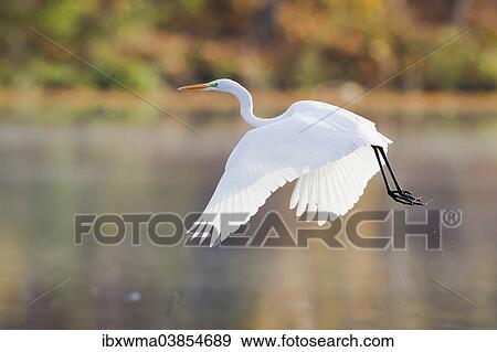 "Great Egret (Ardea alba), in flight, North Hesse, Hesse, Germany, Europe" View Large Photo Image Stock Photo - "Great Egret (Ardea alba), in flight, North Hesse, Hesse, Germany, Europe". Fotosearch