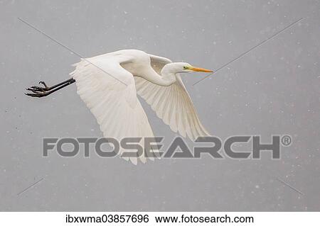 "Great Egret (Ardea alba), in flight, Lower Saxony, Germany, Europe" View Large Photo Image Stock Photograph - "Great Egret (Ardea alba), in flight, Lower Saxony, Germany, Europe". Fotosearch