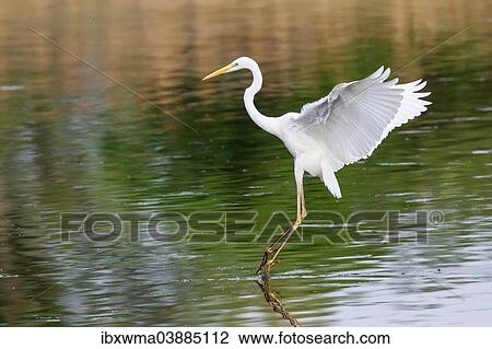 "Great Egret (Ardea alba), landing on water, North Hesse, Hesse, Germany, Europe" View Large Photo Image Stock Image - "Great Egret (Ardea alba), landing on water, North Hesse, Hesse, Germany, Europe". Fotosearch