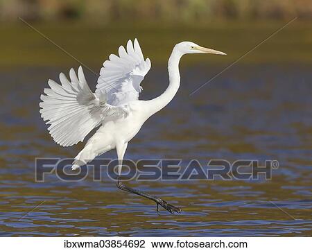 Stock Image - "Great Egret (Ardea alba), landing, North Hesse, Hesse, Germany, Europe". Fotosearch
