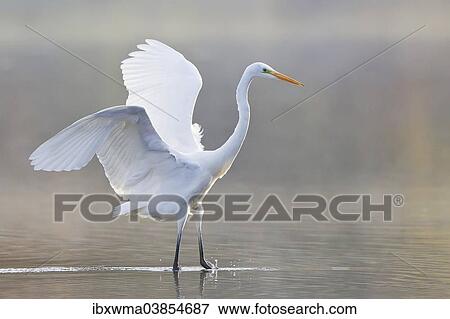 "Great Egret (Ardea alba), North Hesse, Hesse, Germany, Europe" View Large Photo Image Stock Photo - "Great Egret (Ardea alba), North Hesse, Hesse, Germany, Europe". Fotosearch