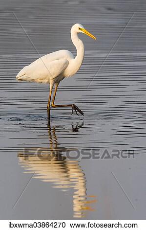 "Great Egret (Ardea alba), North Rhine-Westphalia, Germany, Europe" View Large Photo Image Stock Image - "Great Egret (Ardea alba), North Rhine-Westphalia, Germany, Europe". Fotosearch