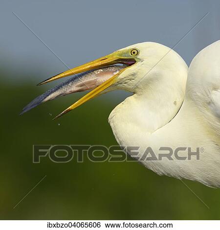 "Great Egret (Ardea alba) portrait, devouring its prey, Kiskunsag National Park, Southeastern Hungary, Hungary, Europe" View Large Photo Image Stock Photograph - "Great Egret (Ardea alba) portrait, devouring its prey, Kiskunsag National Park, Southeastern Hungary, Hungary, Europe". Fotosearch