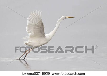 "Great Egret (Ardea alba) starting to fly, North Hesse, Hesse, Germany, Europe" View Large Photo Image Stock Photo - "Great Egret (Ardea alba) starting to fly, North Hesse, Hesse, Germany, Europe". Fotosearch