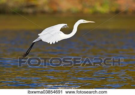 "Great Egret (Ardea alba), taking off, North Hesse, Hesse, Germany, Europe" View Large Photo Image Stock Image - "Great Egret (Ardea alba), taking off, North Hesse, Hesse, Germany, Europe". Fotosearch
