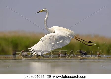 "Great Egret (Ardea alba), taking off, Kiskunsag National Park, Southeastern Hungary, Hungary, Europe" View Large Photo Image Stock Photo - "Great Egret (Ardea alba), taking off, Kiskunsag National Park, Southeastern Hungary, Hungary, Europe". Fotosearch