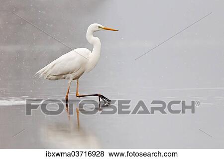 "Great Egret (Ardea alba) wading through water during snowfall, North Hesse, Hesse, Germany, Europe" View Large Photo Image Stock Photo - "Great Egret (Ardea alba) wading through water during snowfall, North Hesse, Hesse, Germany, Europe". Fotosearch