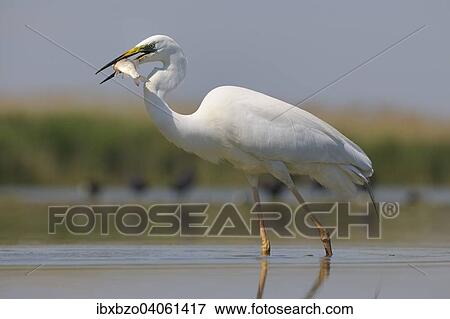 "Great Egret (Ardea alba), with prey, Kiskunsag National Park, Southeastern Hungary, Hungary, Europe" View Large Photo Image Stock Photo - "Great Egret (Ardea alba), with prey, Kiskunsag National Park, Southeastern Hungary, Hungary, Europe". Fotosearch