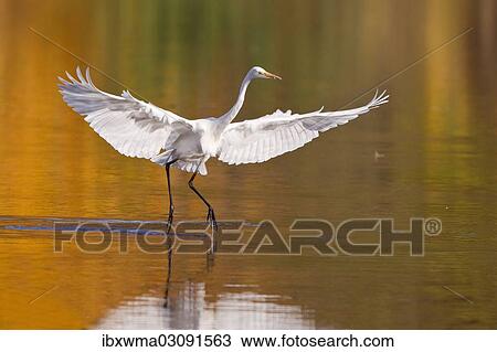 "Great Egret (Ardea alba) with outstretched wings, North Hesse, Hesse, Germany, Europe" View Large Photo Image Stock Image - "Great Egret (Ardea alba) with outstretched wings, North Hesse, Hesse, Germany, Europe". Fotosearch