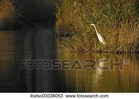 "Great Egret (casmerodius albus, Ardea alba), standing at a pond, Thuringia, Germany, Europe" View Large Photo Image Stock Image - "Great Egret (casmerodius albus, Ardea alba), standing at a pond, Thuringia, Germany, Europe". Fotosearch