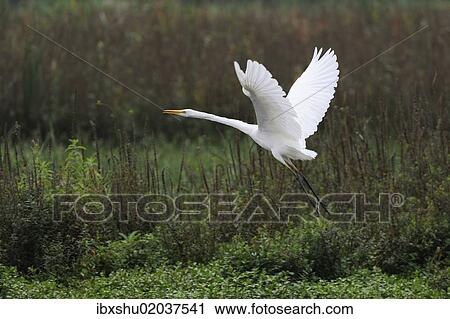 "Great Egret (Casmerodius albus) in flight, Rottenschwil, Switzerland, Europe" View Large Photo Image Stock Image - "Great Egret (Casmerodius albus) in flight, Rottenschwil, Switzerland, Europe". Fotosearch