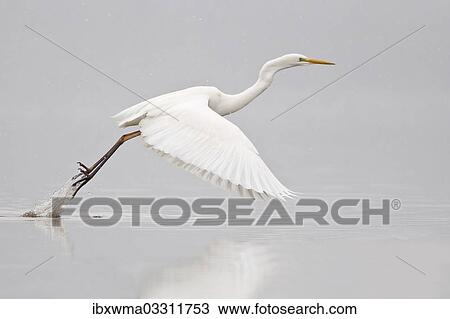 "Great Egret (casmerodius albus, Egretta alba) taking off, North Hesse, Hesse, Germany, Europe" View Large Photo Image Stock Image - "Great Egret (casmerodius albus, Egretta alba) taking off, North Hesse, Hesse, Germany, Europe". Fotosearch