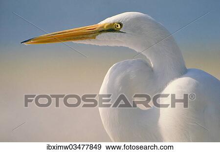 "Great Egret (casmerodius albus, Egretta alba), portrait, Sarasota, Florida, United States, North America" View Large Photo Image Stock Photo - "Great Egret (casmerodius albus, Egretta alba), portrait, Sarasota, Florida, United States, North America". Fotosearch
