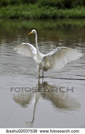 "Great Egret (Casmerodius albus), flushing out small fish, Rottenschwil, Switzerland, Europe" View Large Photo Image Stock Photo - "Great Egret (Casmerodius albus), flushing out small fish, Rottenschwil, Switzerland, Europe". Fotosearch