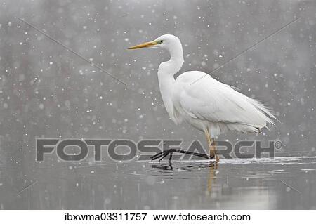 "Great Egret (casmerodius albus, Egretta alba) walking during snowfall, North Hesse, Hesse, Germany, Europe" View Large Photo Image Stock Photo - "Great Egret (casmerodius albus, Egretta alba) walking during snowfall, North Hesse, Hesse, Germany, Europe". Fotosearch