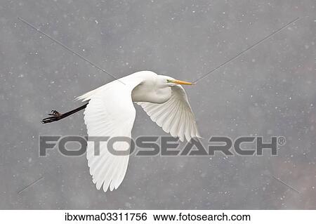 "Great Egret (casmerodius albus, Egretta alba) flying during snowfall, North Hesse, Hesse, Germany, Europe" View Large Photo Image Stock Photograph - "Great Egret (casmerodius albus, Egretta alba) flying during snowfall, North Hesse, Hesse, Germany, Europe". Fotosearch