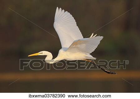 "Great Egret or Great White Heron (Ardea alba) in flight, North Hesse, Hesse, Germany, Europe" View Large Photo Image Stock Image - "Great Egret or Great White Heron (Ardea alba) in flight, North Hesse, Hesse, Germany, Europe". Fotosearch