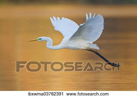 "Great Egret or Great White Heron (Ardea alba) in flight, North Hesse, Hesse, Germany, Europe" View Large Photo Image Stock Image - "Great Egret or Great White Heron (Ardea alba) in flight, North Hesse, Hesse, Germany, Europe". Fotosearch