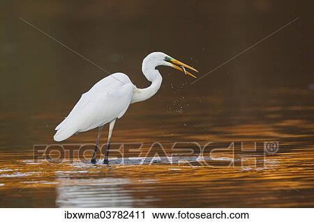 "Great Egret or Great White Heron (Ardea alba), with prey, North Hesse, Hesse, Germany, Europe" View Large Photo Image Stock Image - "Great Egret or Great White Heron (Ardea alba), with prey, North Hesse, Hesse, Germany, Europe". Fotosearch