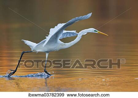 Stock Photo - "Great Egret or Great White Heron (Ardea alba), fishing, North Hesse, Hesse, Germany, Europe". Fotosearch