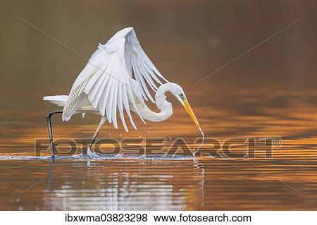"Great Egret or Great White Heron (Ardea alba) catching fish, North Hesse, Hesse, Germany, Europe" View Large Photo Image Stock Photo - "Great Egret or Great White Heron (Ardea alba) catching fish, North Hesse, Hesse, Germany, Europe". Fotosearch