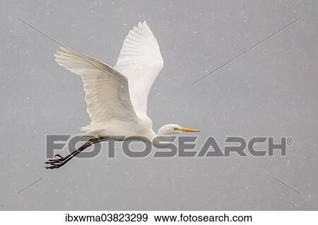 "Great Egret or Great White Heron (Ardea alba) in flight, North Hesse, Hesse, Germany, Europe" View Large Photo Image Stock Photo - "Great Egret or Great White Heron (Ardea alba) in flight, North Hesse, Hesse, Germany, Europe". Fotosearch