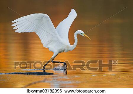 "Great Egret or Great White Heron (Ardea alba), fishing, North Hesse, Hesse, Germany, Europe" View Large Photo Image Stock Photograph - "Great Egret or Great White Heron (Ardea alba), fishing, North Hesse, Hesse, Germany, Europe". Fotosearch