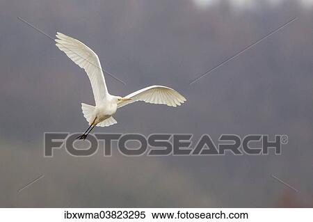"Great Egret or Great White Heron (Ardea alba) in flight, North Hesse, Hesse, Germany, Europe" View Large Photo Image Stock Photography - "Great Egret or Great White Heron (Ardea alba) in flight, North Hesse, Hesse, Germany, Europe". Fotosearch