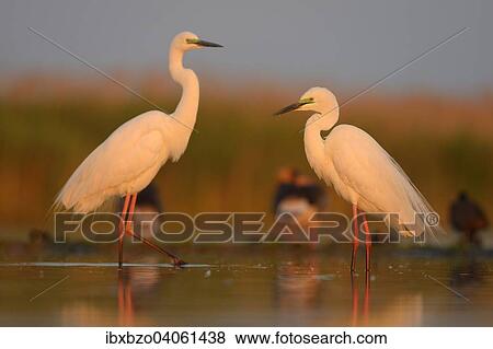 "Great Egrets (Ardea alba), two adult birds in the morning light, Kiskunsag National Park, Southeastern Hungary, Hungary, Europe" View Large Photo Image Stock Photo - "Great Egrets (Ardea alba), two adult birds in the morning light, Kiskunsag National Park, Southeastern Hungary, Hungary, Europe". Fotosearch