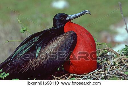 Stock Image - "Great Frigatebird (Fregata minor), Galapagos". Fotosearch