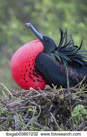 "Great Frigatebird (Fregata minor), male, Genovesa Island, Galapagos Islands, Ecuador, South America" View Large Photo Image Stock Image - "Great Frigatebird (Fregata minor), male, Genovesa Island, Galapagos Islands, Ecuador, South America". Fotosearch
