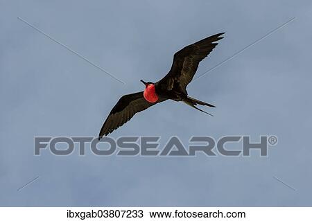 "Great Frigatebird (Fregata minor), male in flight, Genovesa Island, Galapagos Islands, Ecuador, South America" View Large Photo Image Stock Image - "Great Frigatebird (Fregata minor), male in flight, Genovesa Island, Galapagos Islands, Ecuador, South America". Fotosearch