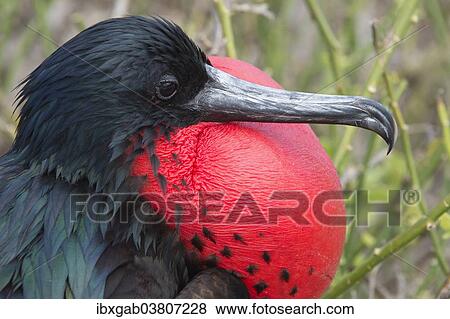 "Great Frigatebird (Fregata minor), male, Genovesa Island, Galapagos Islands, Ecuador, South America" View Large Photo Image Stock Photo - "Great Frigatebird (Fregata minor), male, Genovesa Island, Galapagos Islands, Ecuador, South America". Fotosearch