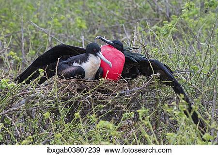 "Great Frigatebirds (Fregata minor) on the nest, Genovesa Island, Galapagos Islands, Ecuador, South America" View Large Photo Image Stock Photo - "Great Frigatebirds (Fregata minor) on the nest, Genovesa Island, Galapagos Islands, Ecuador, South America". Fotosearch