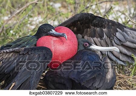 "Great Frigatebirds (Fregata minor), male and female, Genovesa Island, Galapagos Islands, Ecuador, South America" View Large Photo Image Stock Photo - "Great Frigatebirds (Fregata minor), male and female, Genovesa Island, Galapagos Islands, Ecuador, South America". Fotosearch