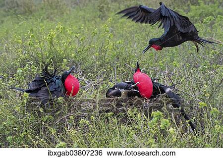 "Great Frigatebirds (Fregata minor) nesting, Genovesa Island, Galapagos Islands, Ecuador, South America" View Large Photo Image Stock Photograph - "Great Frigatebirds (Fregata minor) nesting, Genovesa Island, Galapagos Islands, Ecuador, South America". Fotosearch