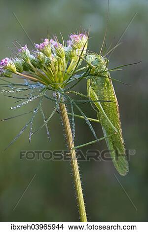 "Great Green Bush-Cricket (Tettigonia viridissima), Burgenland, Austria, Europe" View Large Photo Image Picture - "Great Green Bush-Cricket (Tettigonia viridissima), Burgenland, Austria, Europe". Fotosearch
