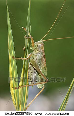 "Great Green Bush-Cricket (Tettigonia viridissima), Hungary, Europe" View Large Photo Image Stock Image - "Great Green Bush-Cricket (Tettigonia viridissima), Hungary, Europe". Fotosearch