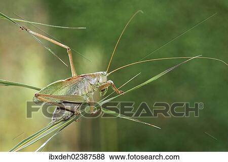 "Great Green Bush-Cricket (Tettigonia viridissima), Hungary, Europe" View Large Photo Image Stock Photo - "Great Green Bush-Cricket (Tettigonia viridissima), Hungary, Europe". Fotosearch