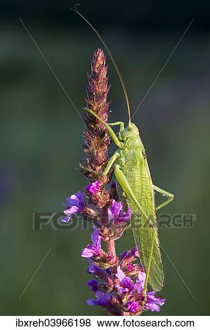 "Great Green Bush-Cricket (Tettigonia viridissima), Burgenland, Austria, Europe" View Large Photo Image Stock Photo - "Great Green Bush-Cricket (Tettigonia viridissima), Burgenland, Austria, Europe". Fotosearch
