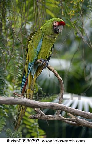 "Great green macaw (Ara ambiguus), Bali, Indonesia, Asia" View Large Photo Image Stock Photo - "Great green macaw (Ara ambiguus), Bali, Indonesia, Asia". Fotosearch