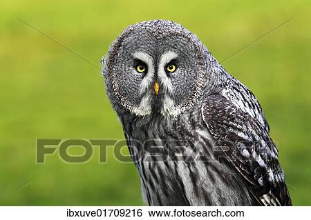 Great Grey Ow (Strix nebulosa) View Large Photo Image Stock Photograph - Great Grey Ow (Strix nebulosa). Fotosearch