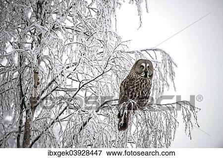 "Great Grey Owl (Strix nebulosa), Oulu, Finland, Europe" View Large Photo Image Stock Photo - "Great Grey Owl (Strix nebulosa), Oulu, Finland, Europe". Fotosearch
